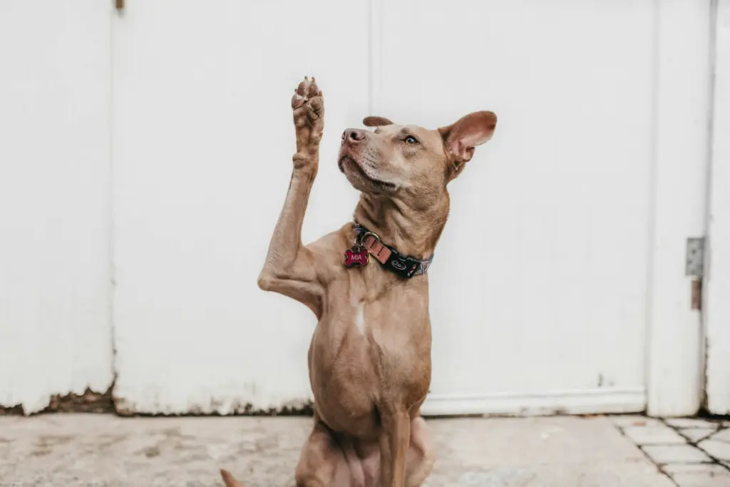 手を挙げている茶色の犬